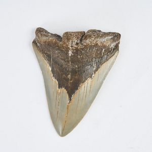 A large Miocene period Megalodon shark tooth, pale grey enamel…