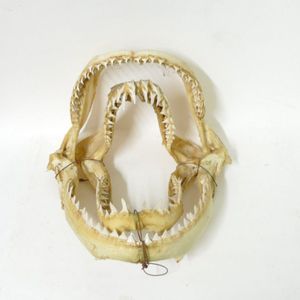 Two quality pairs of vintage shark jaws, wired together for…