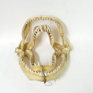 Two quality pairs of vintage shark jaws, wired together for…