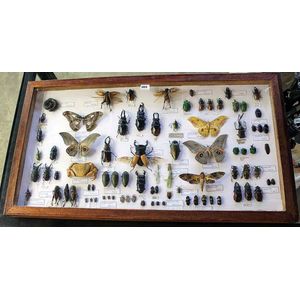A collection of exotic Insects, including Cameroon beetles,…