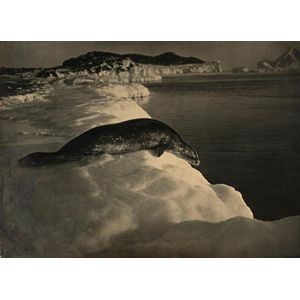 Herbert George Ponting (1871-1935), a Weddell seal to dive,…