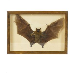 A taxidermied bat, wings outstretched, framed under glass.