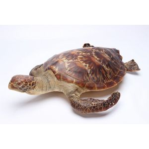 Preserved Green Sea Turtle - 60 cm - Natural History - Industry Science ...