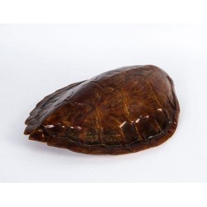 Preserved turtle and tortoise shells - price guide and values