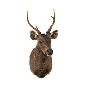 A taxidermied shoulder mounted Samba deer, 20th century, 108 cm…