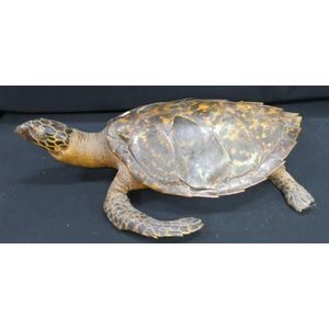 A sea turtle, with a mellowed aged patina, taxidermy, Papua New…