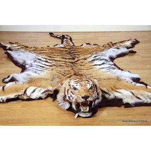 A tiger skin rug with head (Panthera Tigris), an eight foot…