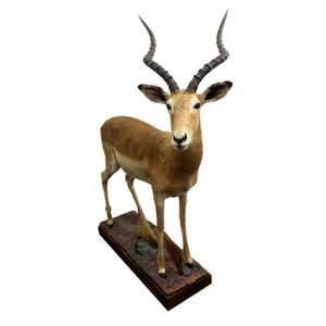 A full body taxidermy mount of an impala ram, the male standing…