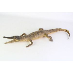 Taxidermy juvenile crocodile length 62 cm condition, small…