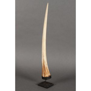 Swordfish bill, of tapering form, mounted on custom built stand,…