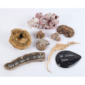 Fossils, mineral specimens, seahorse and coral, (8 items), the…