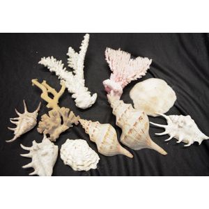 Lot of 13 Medium to Large Decorative Collections of Sea Shells