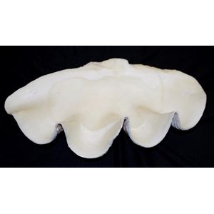 Good large clam shell well presented, in good condition,…