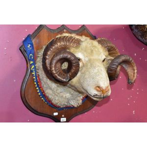 Taxidermy ram, shoulder mount on shield, canterbury show prize…