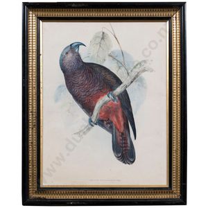 After John Gould Nestor Hypopolius coloured lithograph by C…