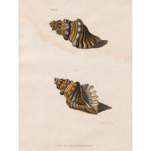 Antique hand-coloured shell engraving 27 x 21 cm