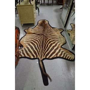 Zebra skin, mounted on felt. Ex Desmond Barnes Collection,…