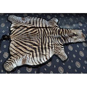 A mounted zebra skin pelt, with felt Backing, mid 20th century.…