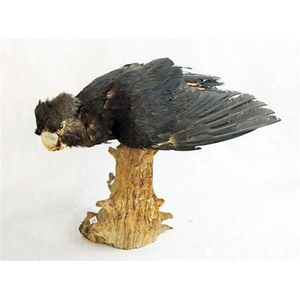A taxidermy red tailed black cockatoo on tree stump. Height 36…