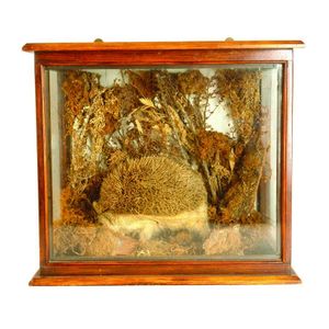 A taxidermy figure of a standing hedgehog, in original wall…