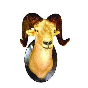 An exceptionally large shoulder mount North American Dall ram,…