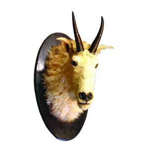 A large North American Mountain Goat head and shoulder mount,…
