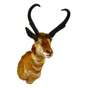 A Pronghorn Antelope head and shoulder taxidermy mount, inward…