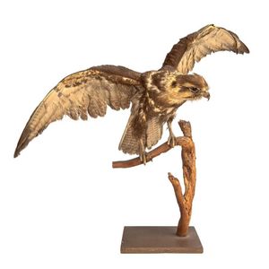 Hawthorn: taxidermy hawk, in wonderful pose on branch with…