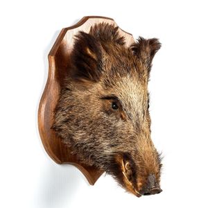 A taxidermied boars head on a wooden shield back 55 cm high, 41…