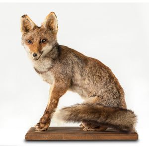 A taxidermied seated red fox on rectangular timber base 52 cm…