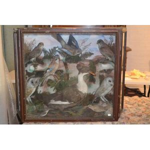 A Victorian ornithological / Animalia, diorama, taxidermy,…