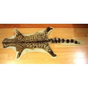 African Genet cat pelt L103 cm approx (with felt back)