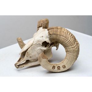 A vintage ram skull, complete, 20 cm high, 40 cm wide, 34 cm…