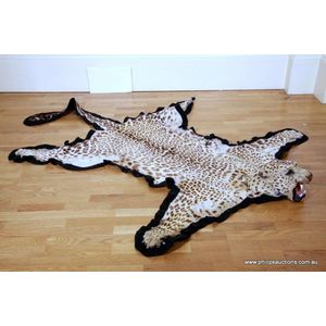 A vintage leopard skin rug (Panthera Pardus). Early 20th…