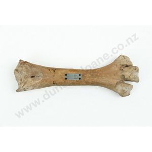 Impressive Moa Leg Bone Found at Pyramid Valley, N. Canterbury ...