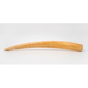 An antique walrus tusk of impressive size, holed at one end… - Natural ...