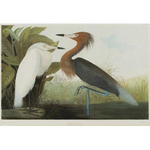 John James Audubon (American, 1785-1851), 'Mallard Egret',…
