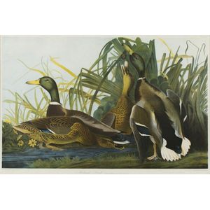 John James Audubon (American, 1785-1851), 'Mallard Duck',…