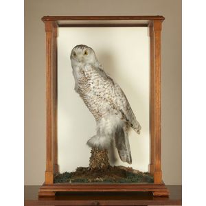 A taxidermy adult snowy owl, on a tree stump, in a mahogany…