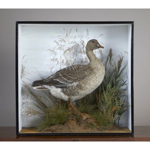 A taxidermy goose by E. Allen & Co, cased, standing on a…