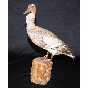 Early taxidermy standing duck on natural timber piece, height…