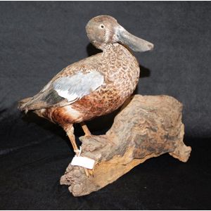 Old taxidermy standing duck standing duck on natural form…