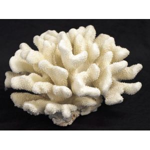 Large White Branch Coral Specimen