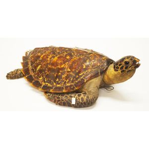 Antique taxidermy turtle small losses to carapace, length 52 cm…