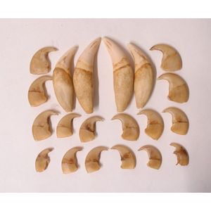 An old set of four large lion's teeth and 16 claws, the teeth…