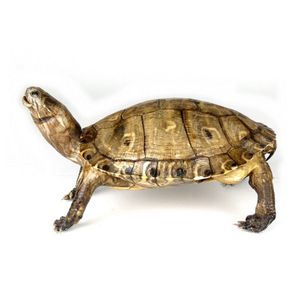 A vintage standing taxidermy tortoise, head raised, length 34…