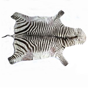 A Burchell's zebra skin, Length excluding tail 2300. Maximum…