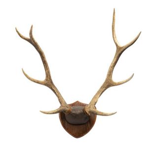Set of mounted red deer antlers a red deer skull mounted with…