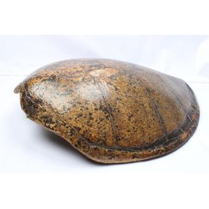 Preserved turtle and tortoise shells - price guide and values