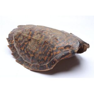 Turtle shell of small proportions and curved with 'Sawtooth'…